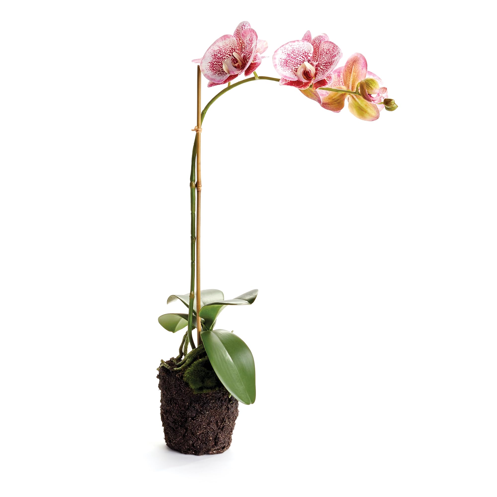 NAPA Home & Garden Artificial Phalaenopsis Orchid Drop-in Arrangement - 21 Inch Silk Flower Centerpiece for Dining Table, Wedding Decor, and Home Interior Design