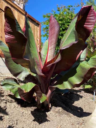 Red Abyssinian Banana Tree (Ensete maurelii) - 4 Inch Potted Tropical Plant - Cold Sensitive - Perfect for Indoor Decor & Outdoor Landscaping