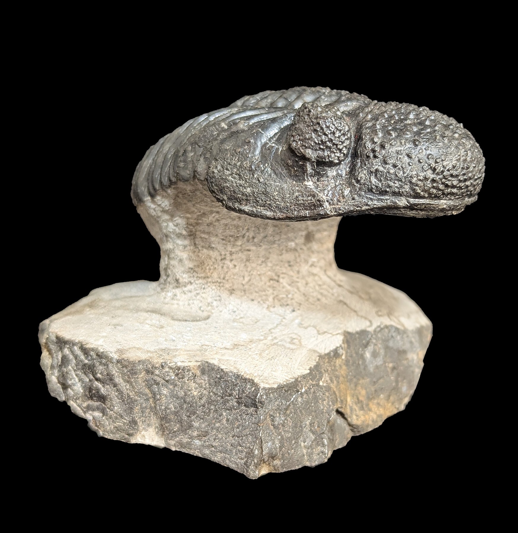 Authentic Trilobite Drotops Megalomanicus Fossil in Matrix - Rare Paleozoic Era Specimen for Collectors & Home Decor