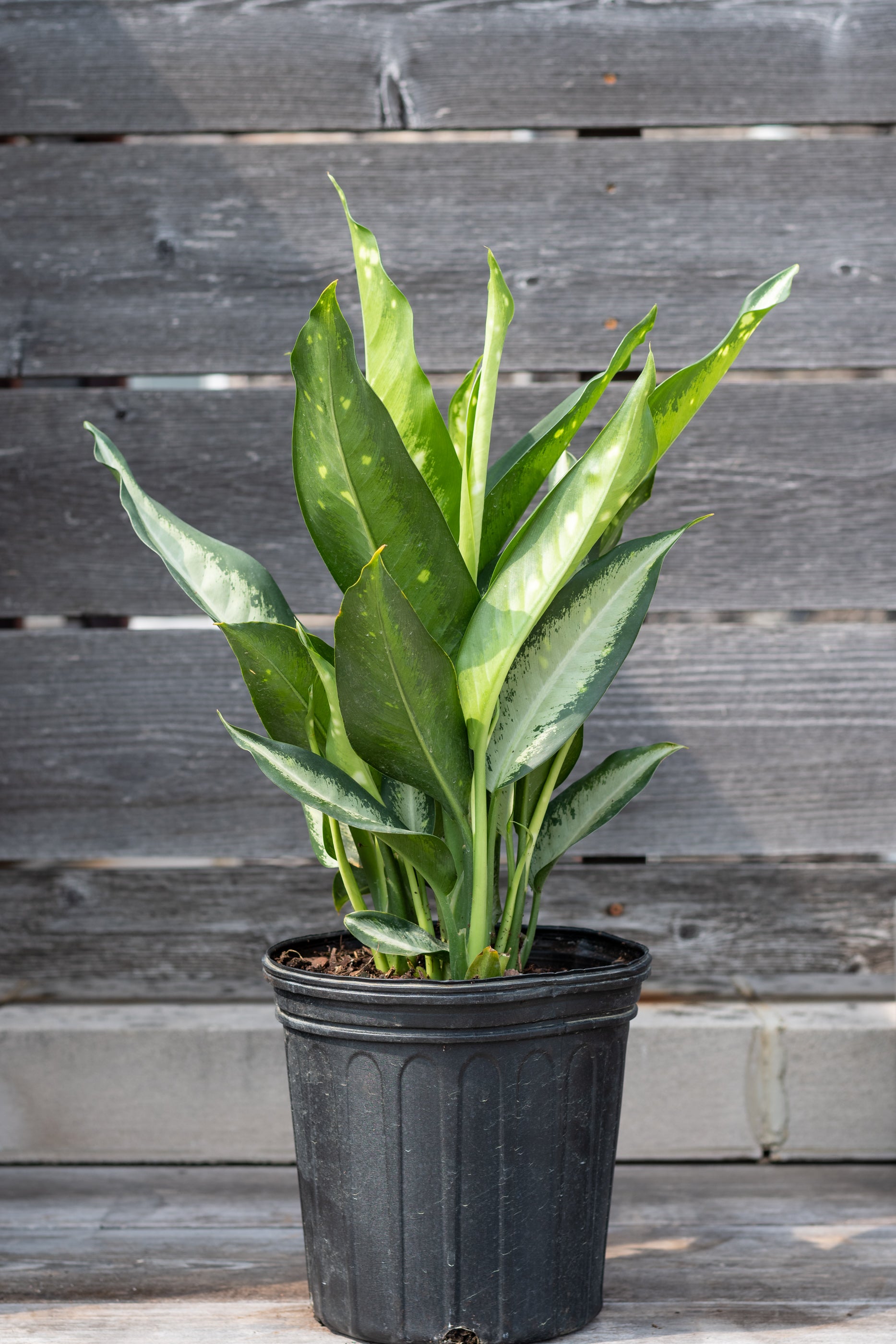 Dieffenbachia 'Panther' 8