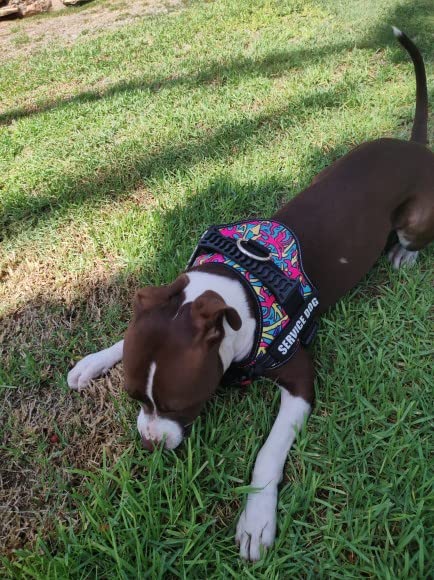Dihapet No Pull No Choke Dog Harness - Adjustable Service Dog Vest for Training, Walking & Jogging - Perfect for Small Medium Large Dogs - Ideal for Outdoor Adventures, Pet Training & Daily Walks