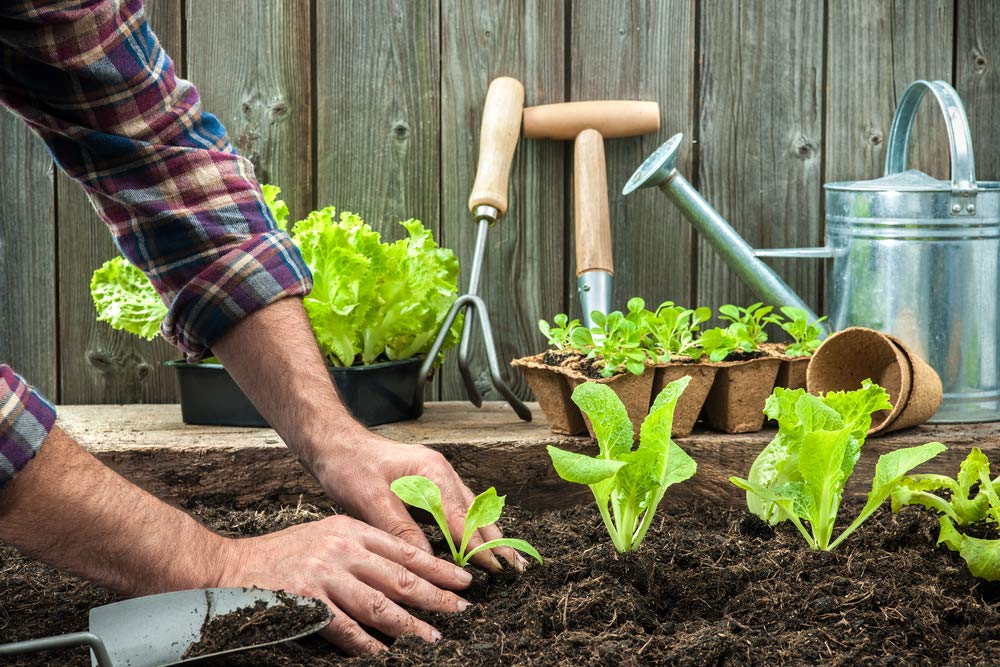 Black Seeded Simpson Lettuce Seeds - 1000 Non-GMO Heirloom Open Pollinated (Lactuca Sativa) - Perfect for Home Gardens, Hydroponics & Organic Farming