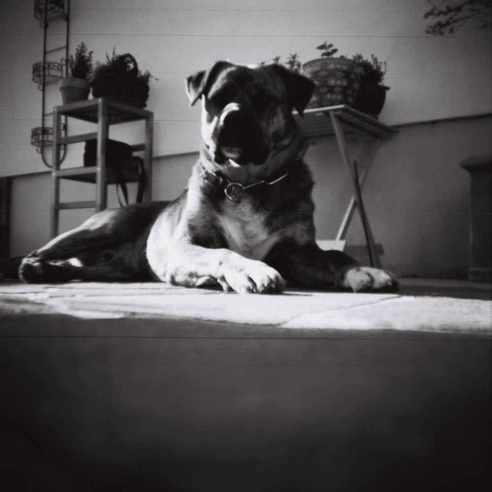 Lomography Earl Grey 100 Black and White 35mm Film Roll - ISO 100, 36 Exposures, 3 Pack for Classic Street & Portrait Photography