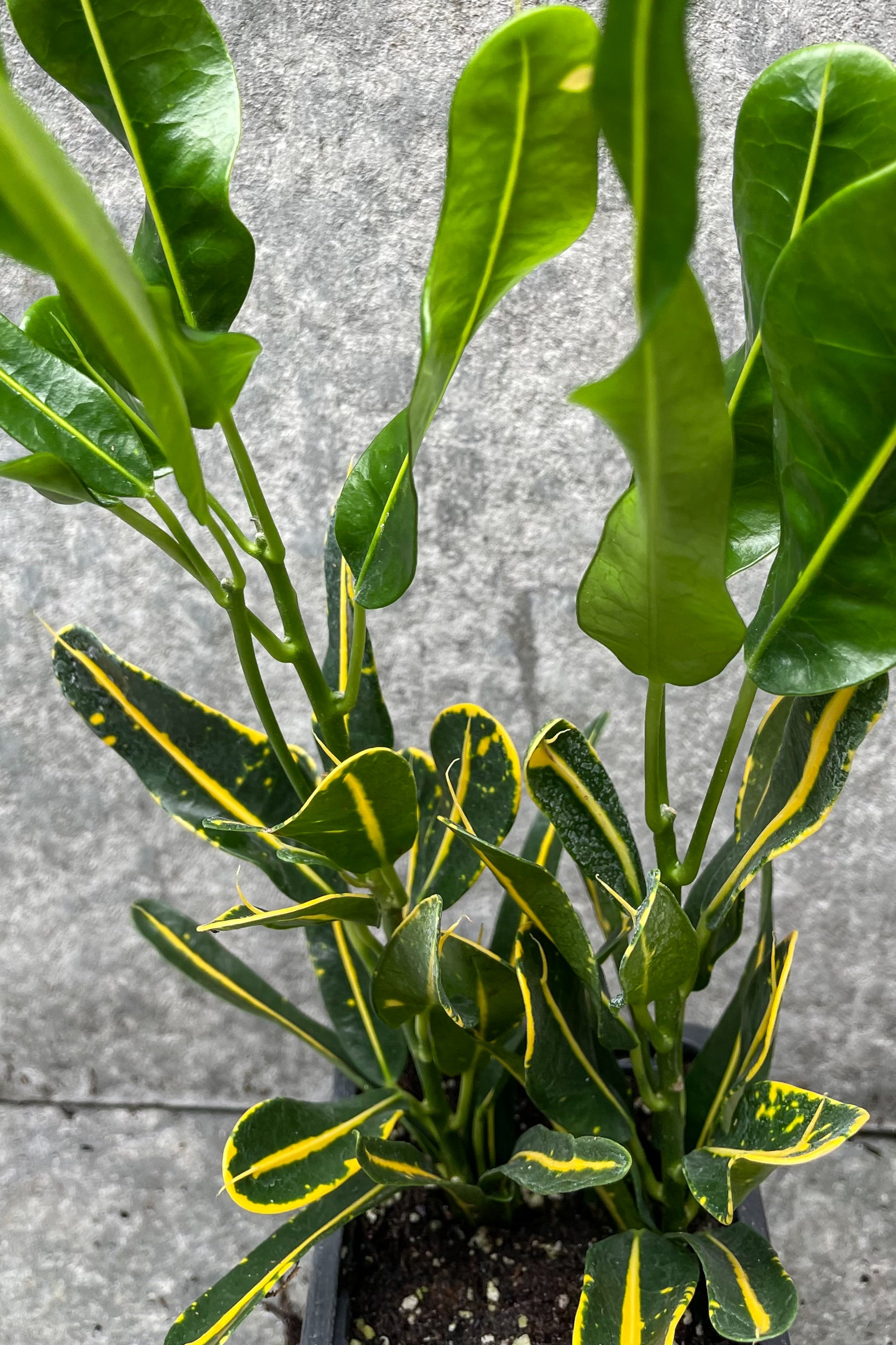 Codiaeum variegatum 'Sunny Star' - 3 Pack Live Croton Plants for Home & Garden Decor | Perfect for Indoor Houseplants, Office Decor, and Tropical Landscaping