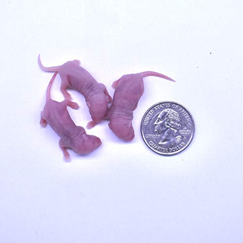Frozen Mice Combo Pack - 15 Small Pinkies & 15 Pinkies Feeder Mice (40oz, Pack of 30) - Premium Reptile Food for Corn Snakes, Ball Pythons & Lizards - Perfect for Feeding Pet Snakes & Exotic Reptiles at Home or Zoo
