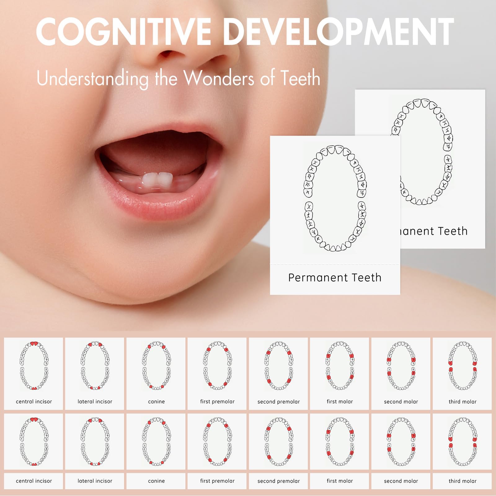 Montessori Practical Life Brushing Teeth Model & Cards - Wooden Dental Hygiene Learning Toy for Toddlers & Preschoolers - Homeschool & Classroom Educational Activity for Kids - Perfect for Teaching Oral Care Habits