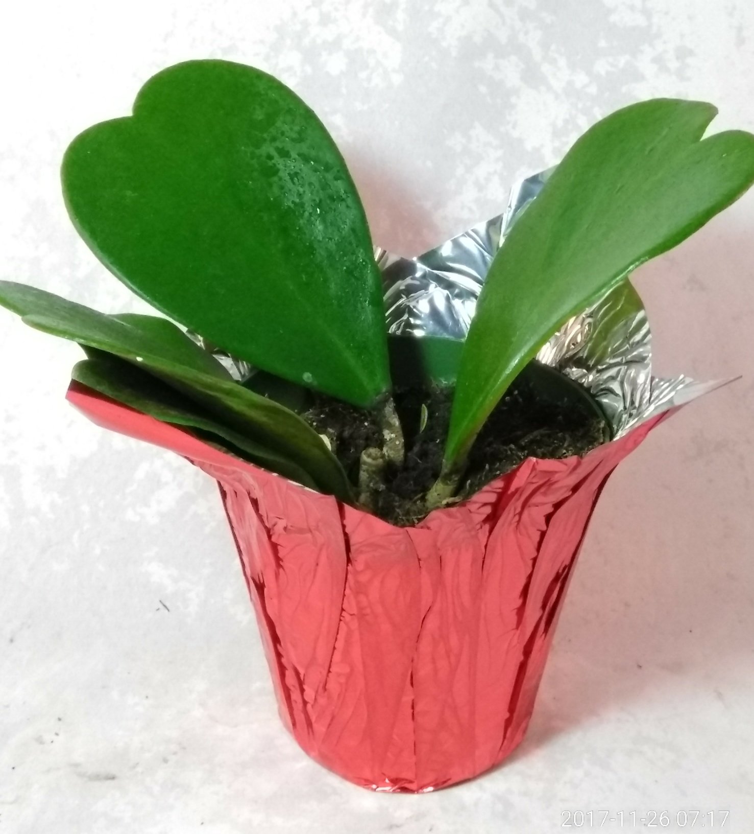 Hoya Kerrii Sweetheart Plant - 4 Inch Live Heart-Shaped Succulent in Decorative Cover Pot - Rare & Cute Houseplant for Home Decor, Office Desk, or Romantic Gift