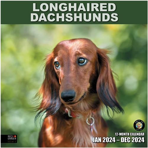 03 - Longhaired Dachshunds