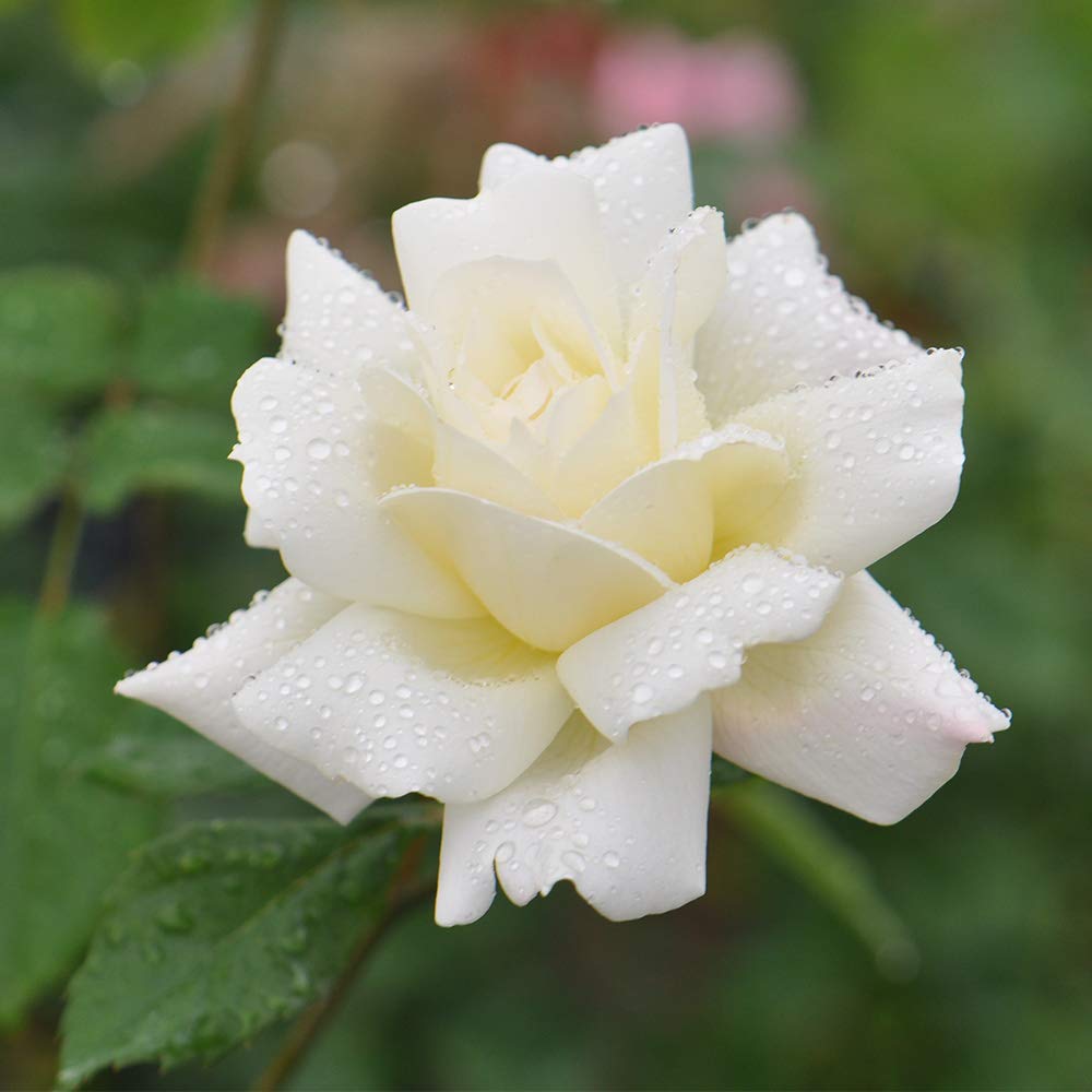 April Moon Yellow Heirloom Roses - Hardy Live Rose Bush for Outdoor Planting | Perfect for Gardens, Landscaping & Gifts