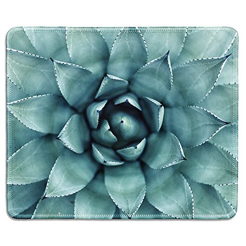 Succulent Plant