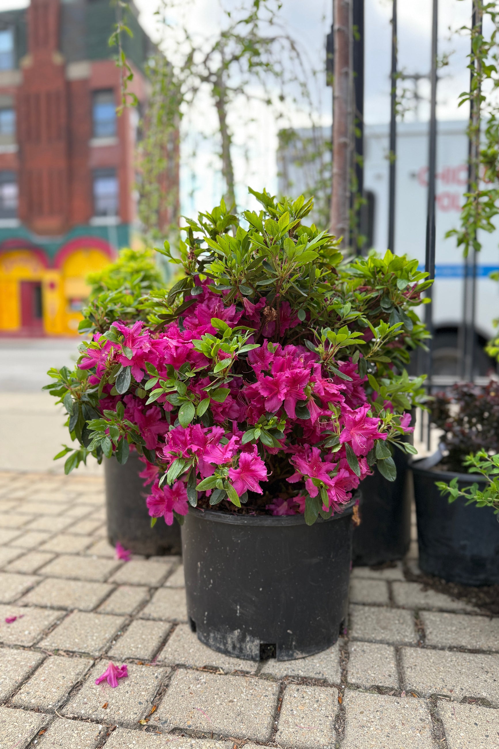 Azalea x 'Girard's Fuchsia' - Live Plant in 6
