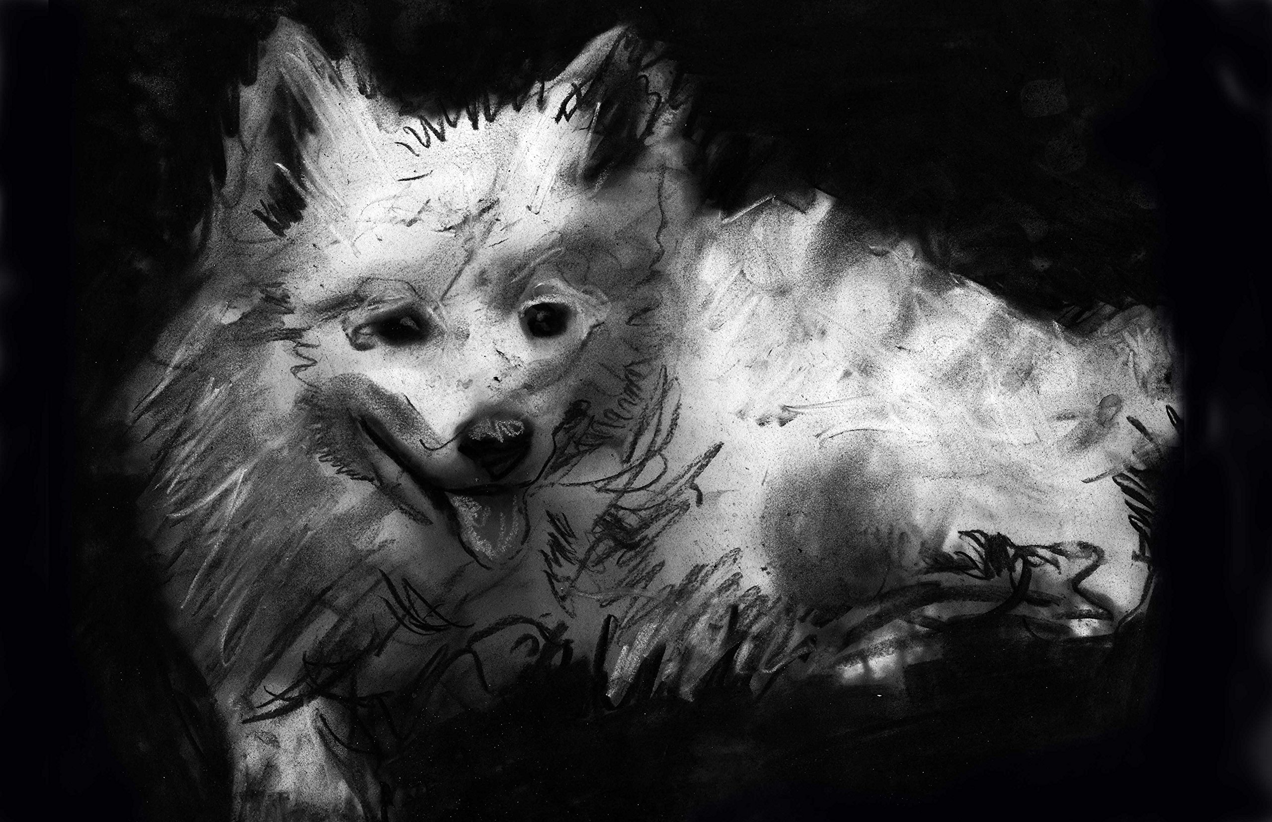 American Eskimo Dog Wall Art Print - Black and White Charcoal Drawing for Dog Lovers, Home Decor & Unique Gift for Dog Owners | Perfect for Living Room, Bedroom or Office Decor