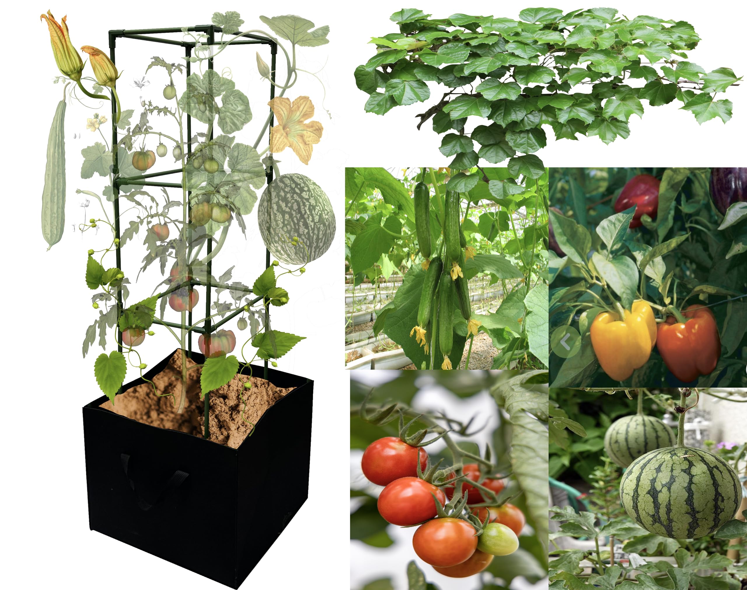 3 Pack 48 Inch Heavy Duty Tomato Cages with Grow Bags - Sturdy Plant Support for Tomatoes, Peppers & Vines - Perfect for Home Garden, Backyard & Greenhouse Planting