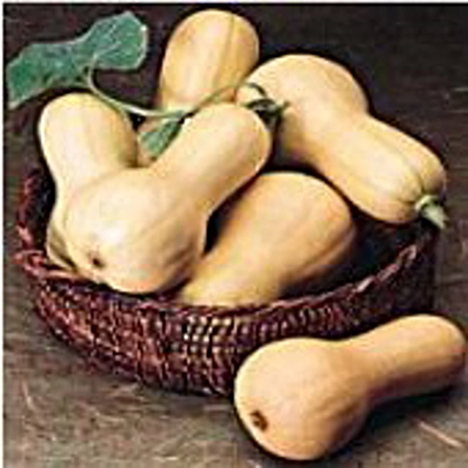 25 Heirloom Organic Non-GMO Burpee Butterbush Squash Seeds - Non-Hybrid Vegetable Fruit for Home Garden Planting | Perfect for Backyard Gardening, Fresh Cooking & Healthy Eating