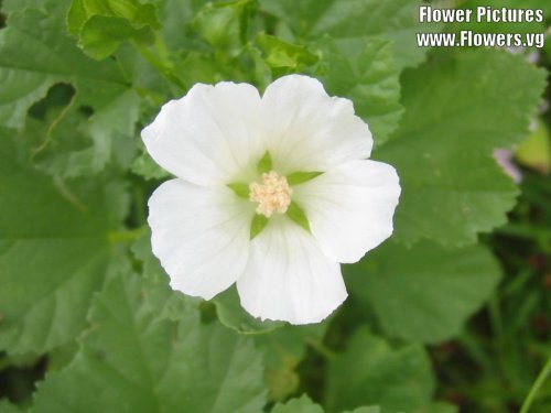 200 Rose Mallow (Bush Mallow) Hibiscus Lavatera Trimestris Flower Seeds - Premium Garden Seeds for Landscaping, Pollinator Gardens & Butterfly Habitats