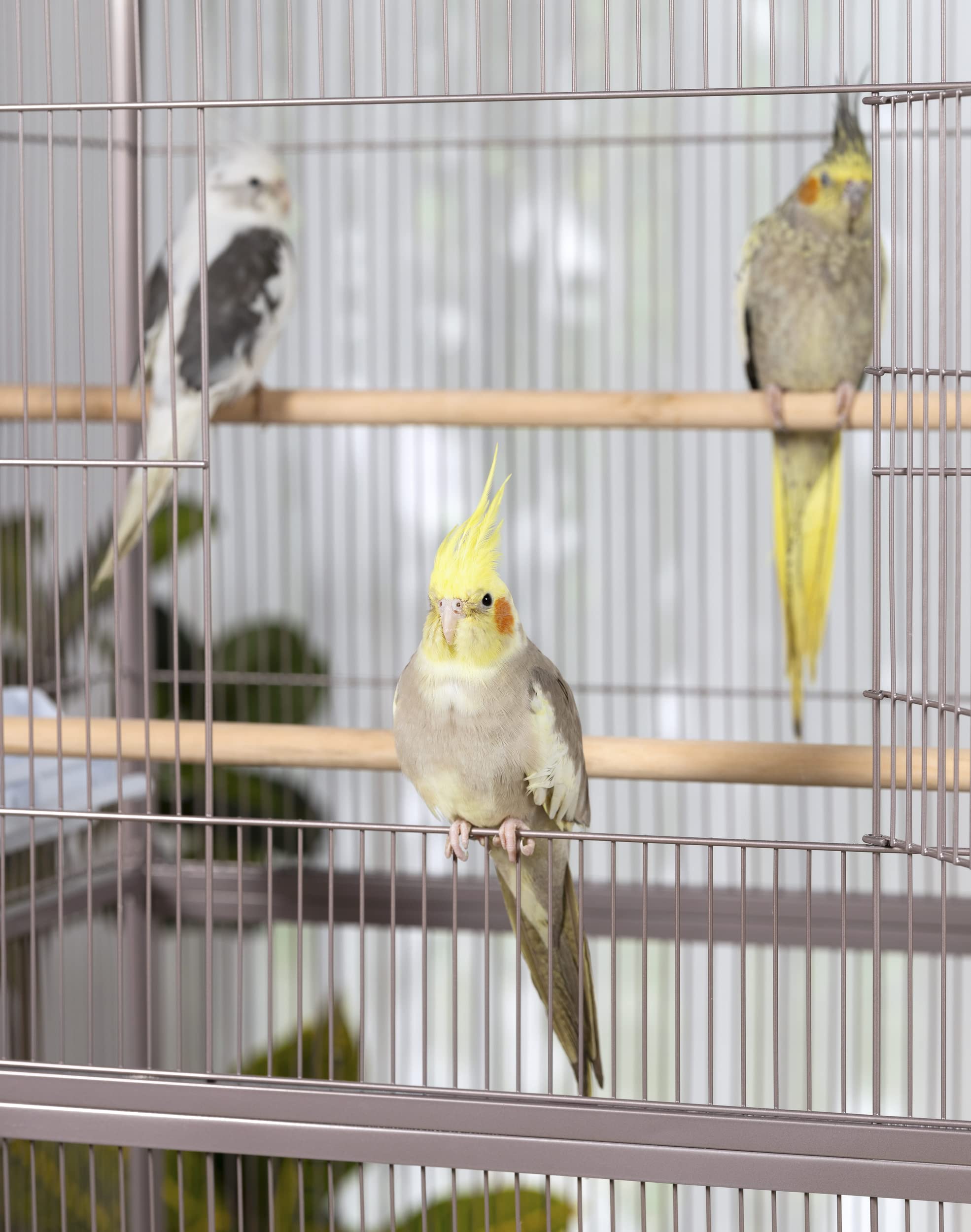 Prevue F042 Blush Pink Flight Bird Cage - Small Parrot Cage for Cockatiels, Lovebirds & Finches - Perfect for Home, Office & Aviary Use