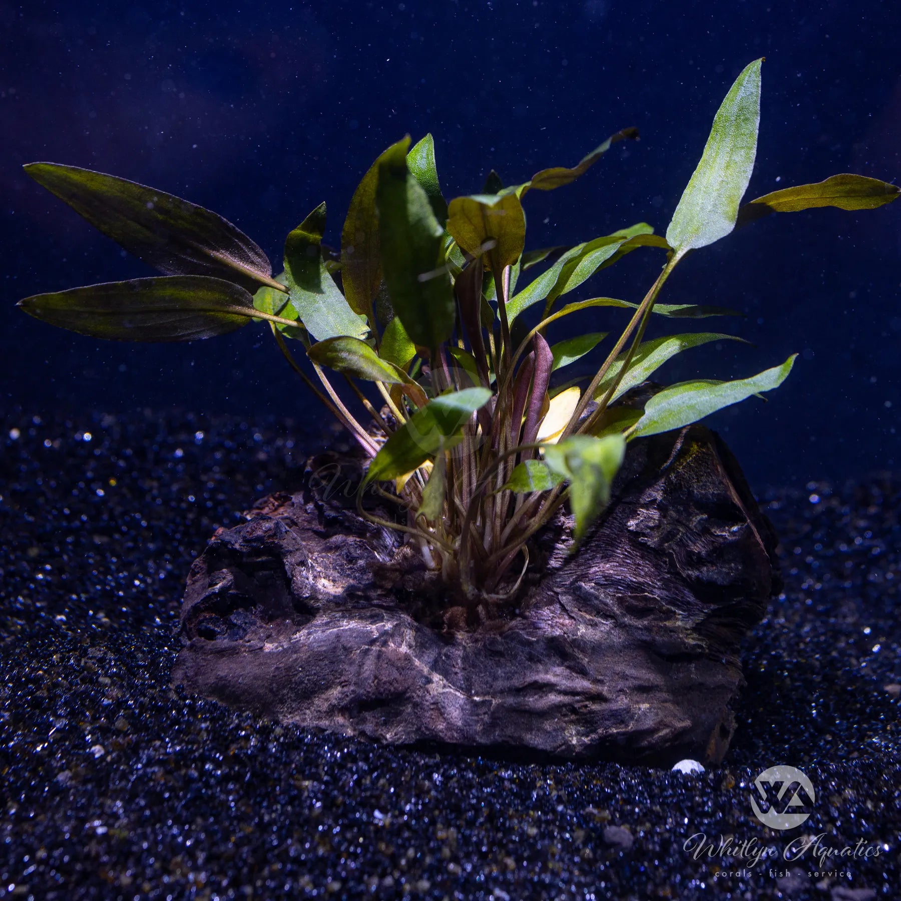 Cryptocoryne Wendtii Live Aquarium Plant on Pterocarpus Wood - 4-5 Inch - Perfect for Freshwater Fish Tanks & Aquascaping