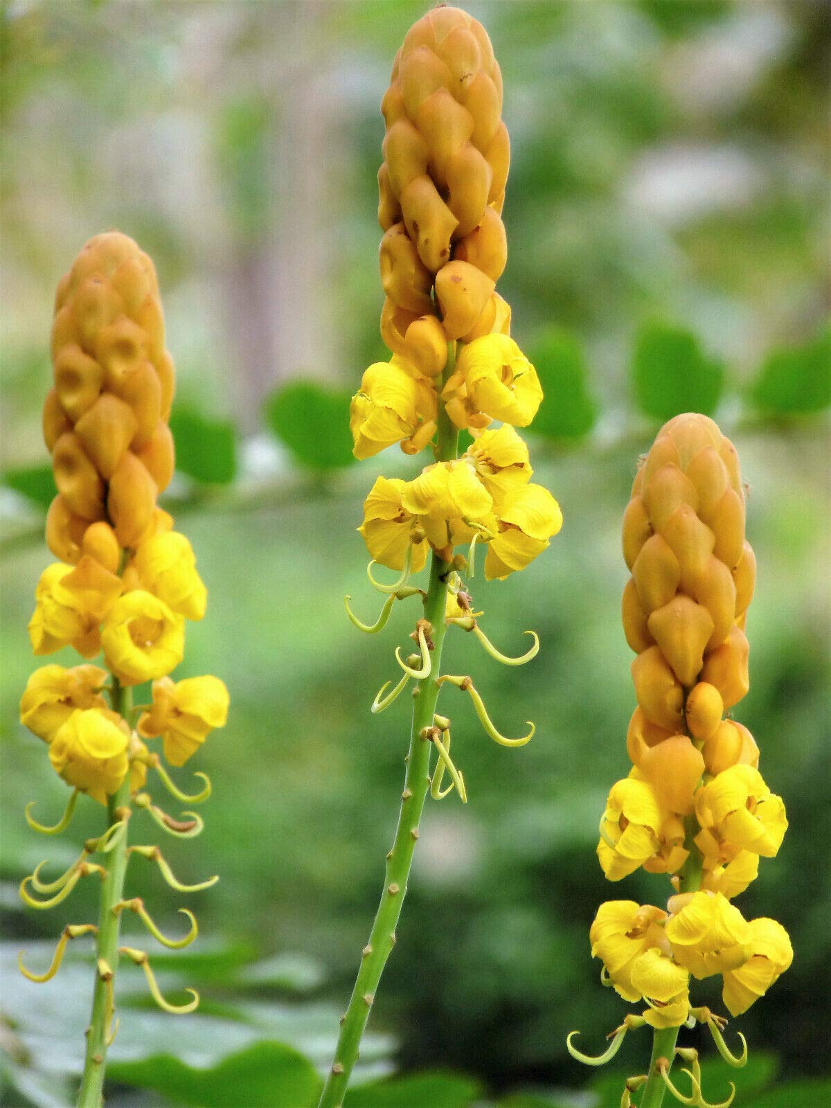 **Cassia Alata Seeds (35 Count) - Yellow & Orange Candle Bush Senna Candletree Shrub for Home Garden, Trays, or Pots - Perfect for Landscaping, Borders, and Container Gardening**