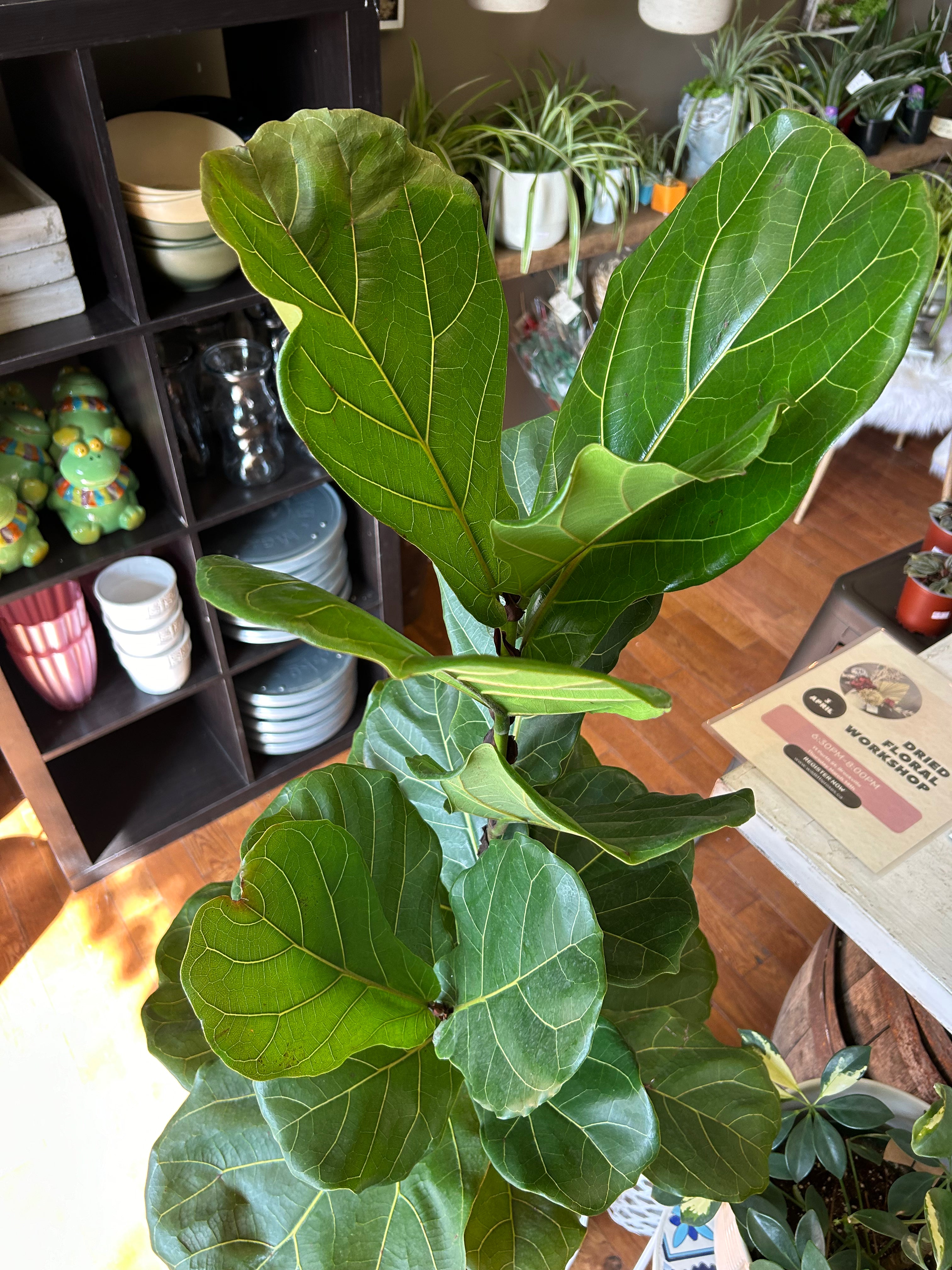 Fiddle Leaf Fig Tree - Ficus Lyrata Indoor Plant for Home Decor, Office & Living Room - Large Potted Houseplant for Modern Spaces