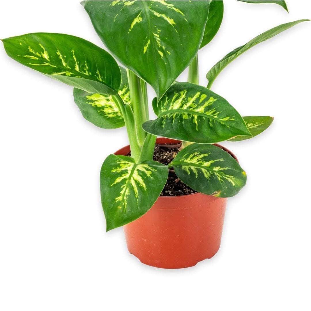 Tropic Snow Dieffenbachia Plant - Live Indoor Tropical Houseplant for Home & Office Decor - Perfect for Living Rooms, Bedrooms, and Workspaces