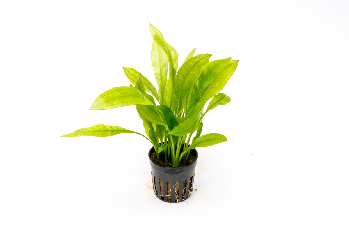 Echinodorus Amazonicus Live Aquarium Plant - Amazon Sword for Freshwater Fish Tanks | Perfect for Aquascaping & Natural Habitat Setup