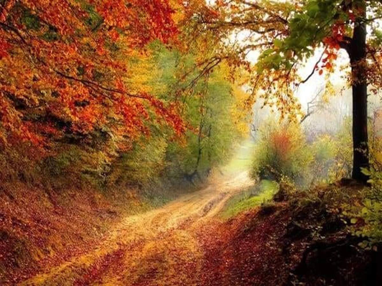 5D Diamond Painting Kit for Adults - DIY Full Drill Crystal Rhinestone Embroidery Art, Autumn Trail Landscape (14x10 Inch) - Perfect for Home Decor, Wall Art & Relaxing Crafts