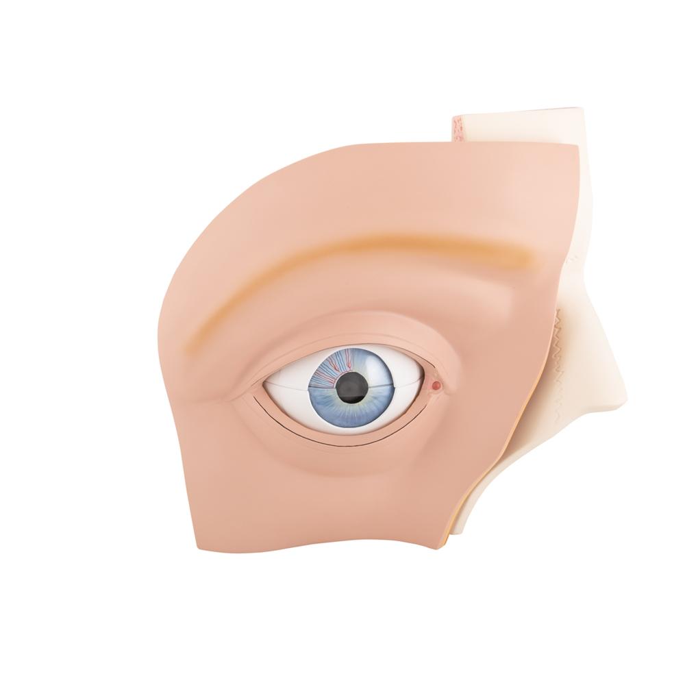 5X Enlarged Human Eye Anatomy Model - 12-Part Giant Eye Structure for Medical Students & Science Education | Perfect for Classrooms, Labs & Study