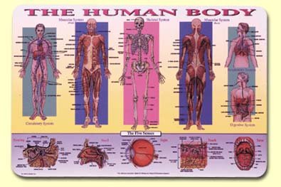 Painless Learning Human Body Placemats Set of 4 - Educational Kids Table Mats for Science Study, Kitchen Dining & Homeschooling Activities