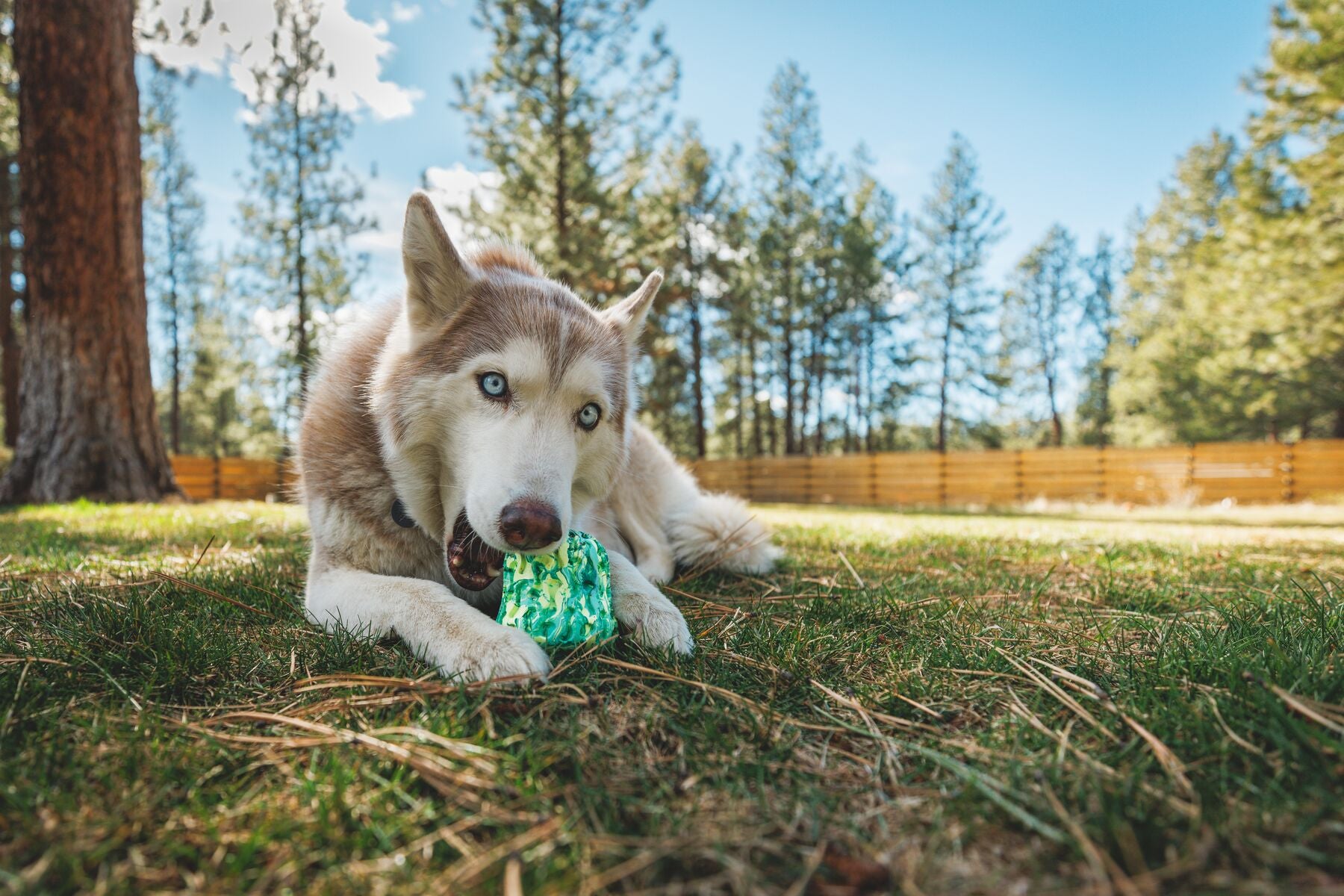 Interactive Dog Puzzle Toy & Treat Dispenser - Morel™ Gray Sky by Ruffwear® | Mental Stimulation & Reward Training for Dogs