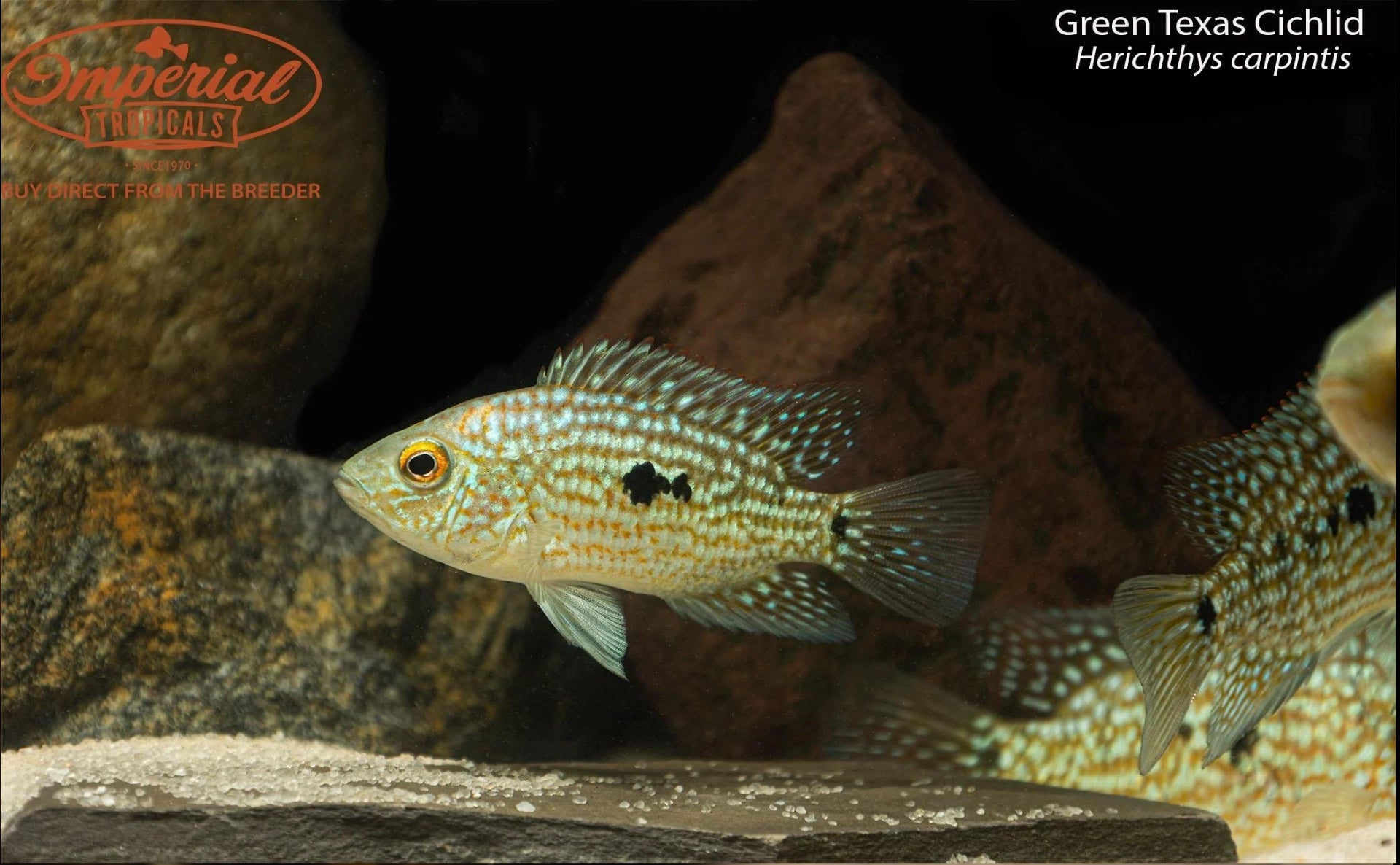 Vibrant Green Texas Cichlid Fish - Live Freshwater Aquarium Fish for Home & Office Tanks - Perfect for Cichlid Enthusiasts & Tropical Fish Lovers