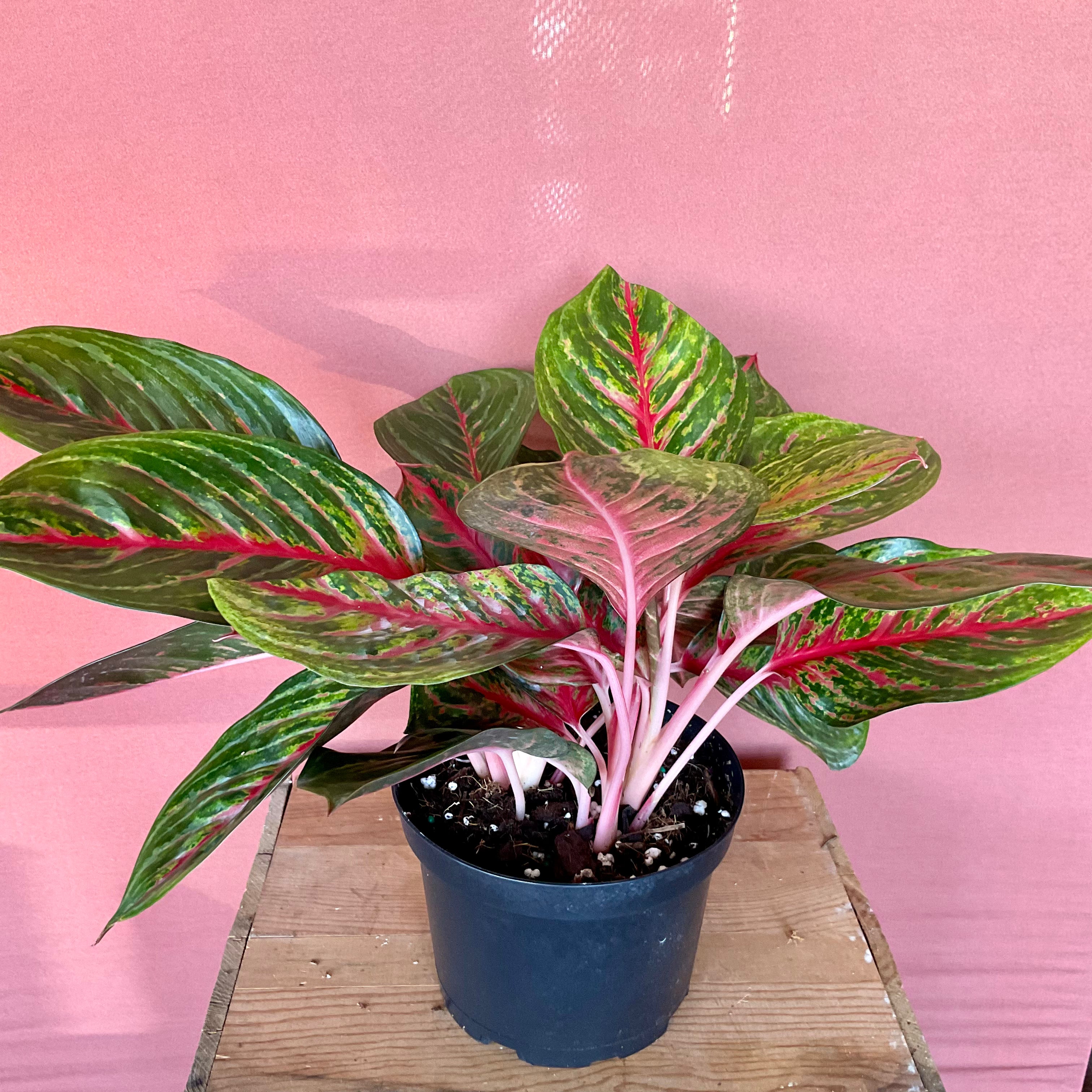 Aglaonema Red Chinese Evergreen Medium Plant - Perfect for Home Decor, Office Greenery & Indoor Gardening