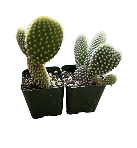 Opuntia Bunny Ears