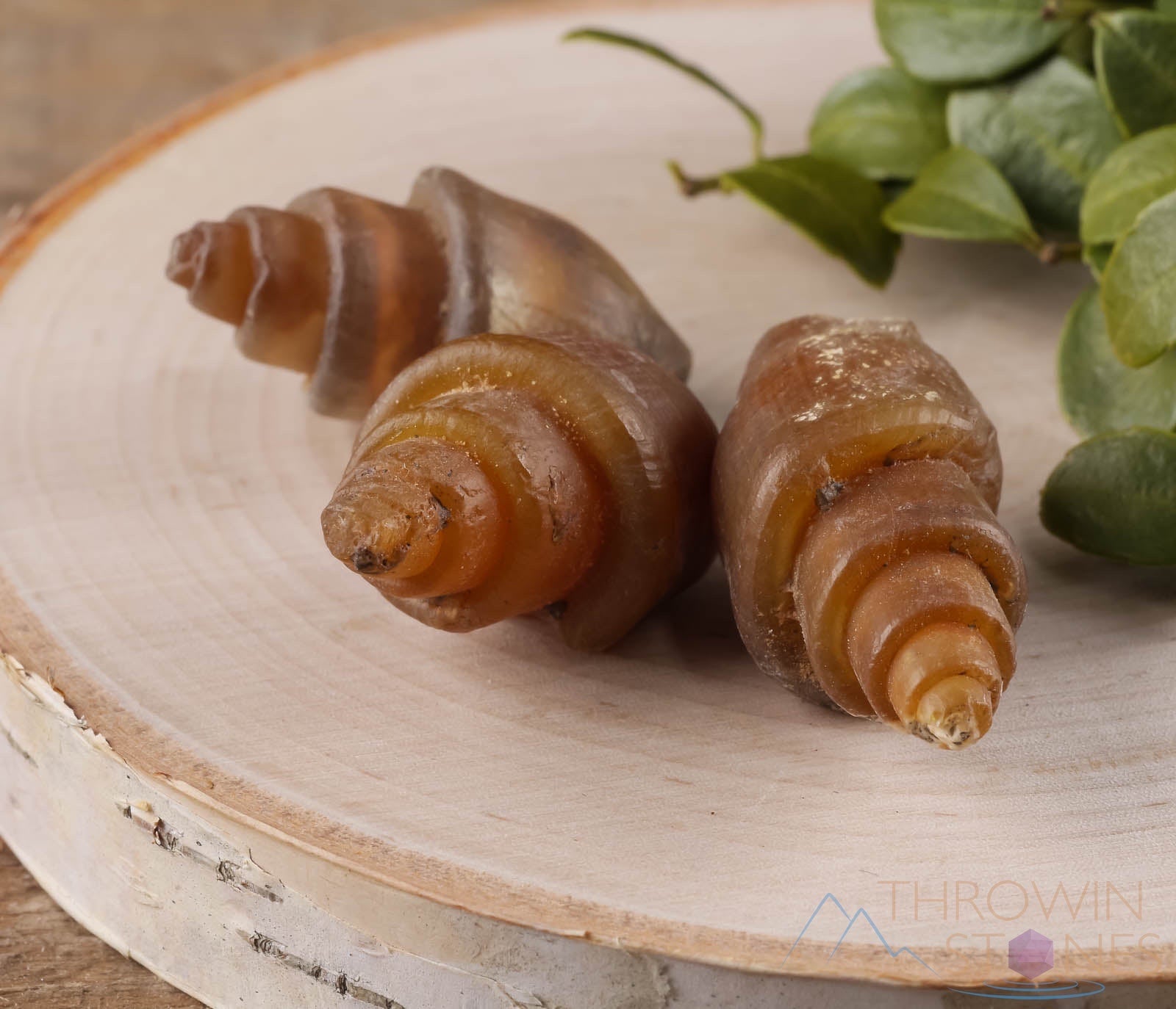 Agatized Seashell Fossil - Natural Beach Decor, Jewelry Making Supplies, Unique Handmade Gift (E0360) | Perfect for Coastal Home Decor, DIY Crafts & Fossil Collectors