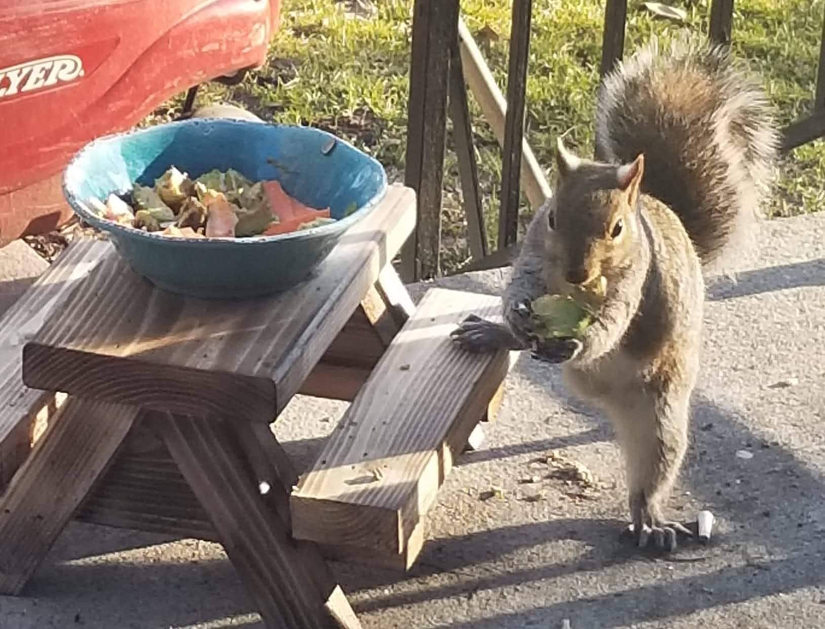 Handmade Cedar Squirrel Picnic Table Feeder with Melamine Bowl - Wildlife Garden Decor for Backyard, Patio - Includes Squirrel Food Guide - Perfect Gift for Nature Lovers & Squirrel Enthusiasts (Outdoor Decor, Bird Watching, Garden Accent)