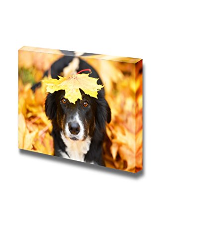 Collie Dog