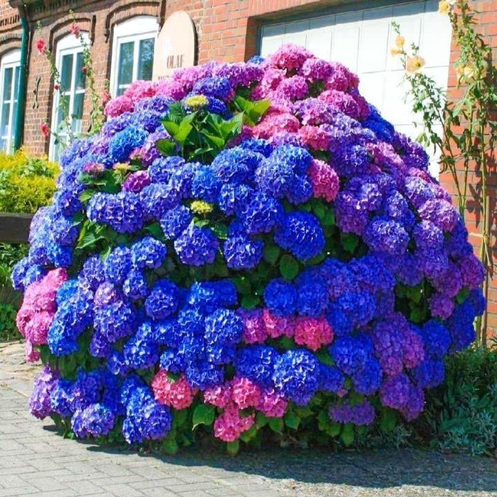30pcs Blue Pink Purple Hydrangea Seeds - Stunning Resilient Perennial Flower Seeds for Garden Planting | Perfect for Home Gardens, Landscaping & Wedding Decorations