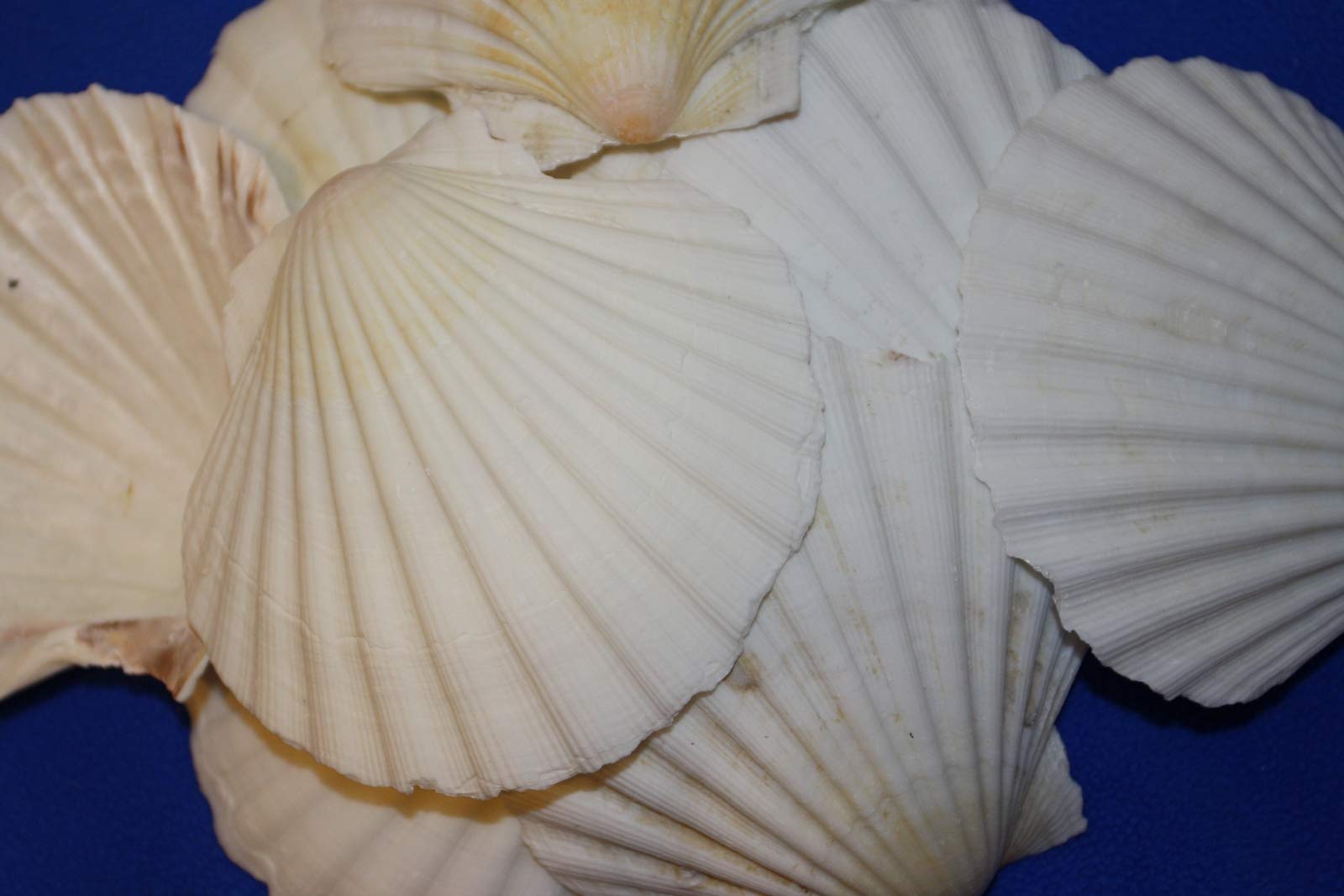 40-Piece Irish Seashell Cup Set | 3.75