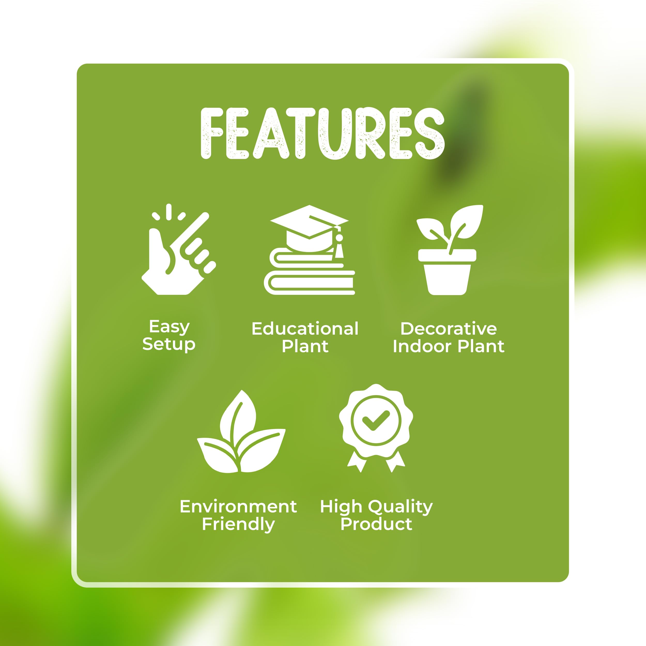 Live Venus Flytrap Plant Kit in 2.5