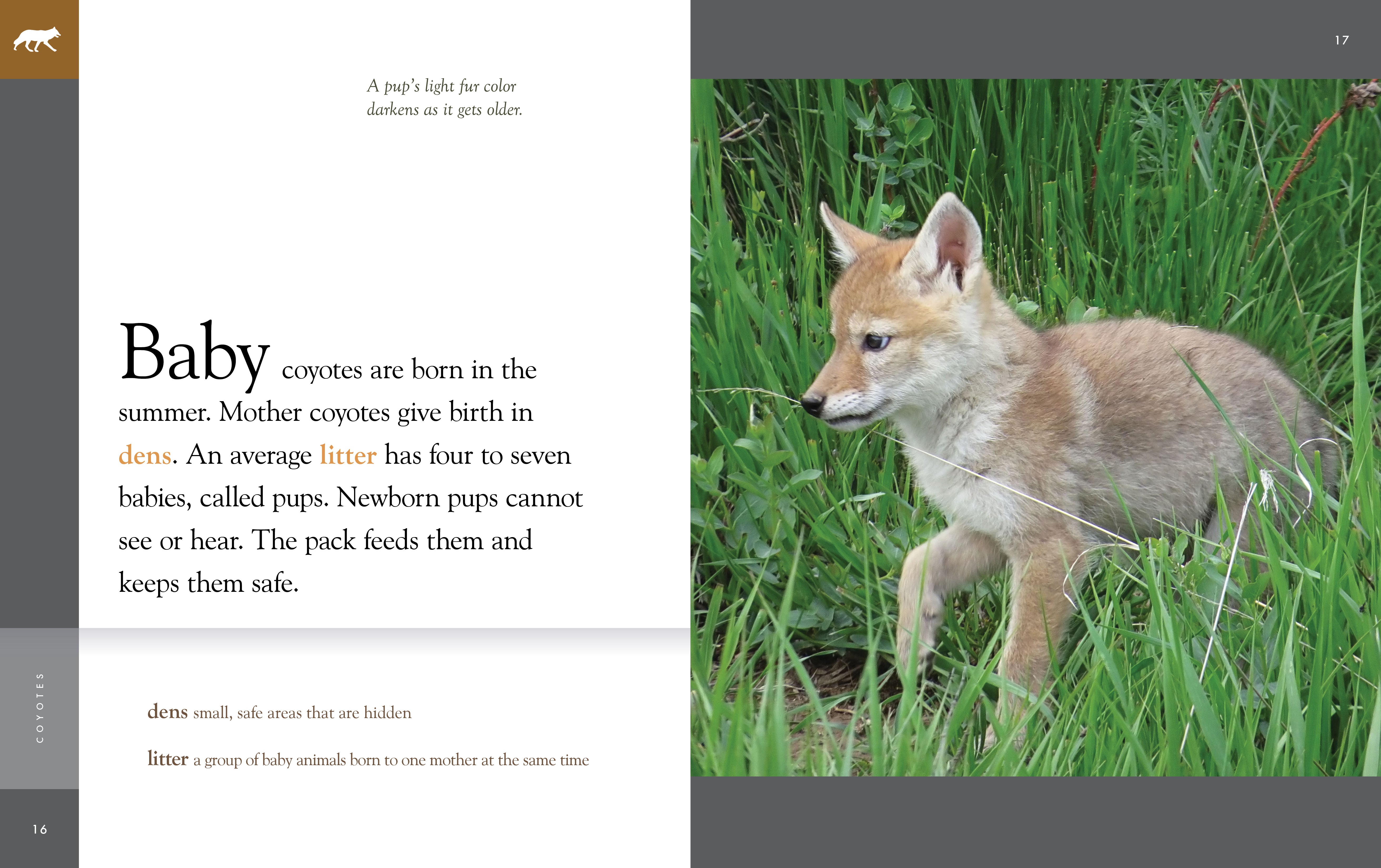 Amazing Coyotes 2025 - Wildlife Photography & Nature Decor - Perfect for Home, Office & Gifts