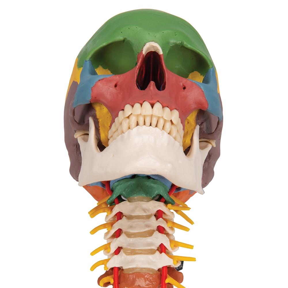 4-Part Didactic Skull Model with Cervical Spine - Human Anatomy Educational Tool for Medical Students & Dentists - Perfect for Classroom Study & Clinical Training