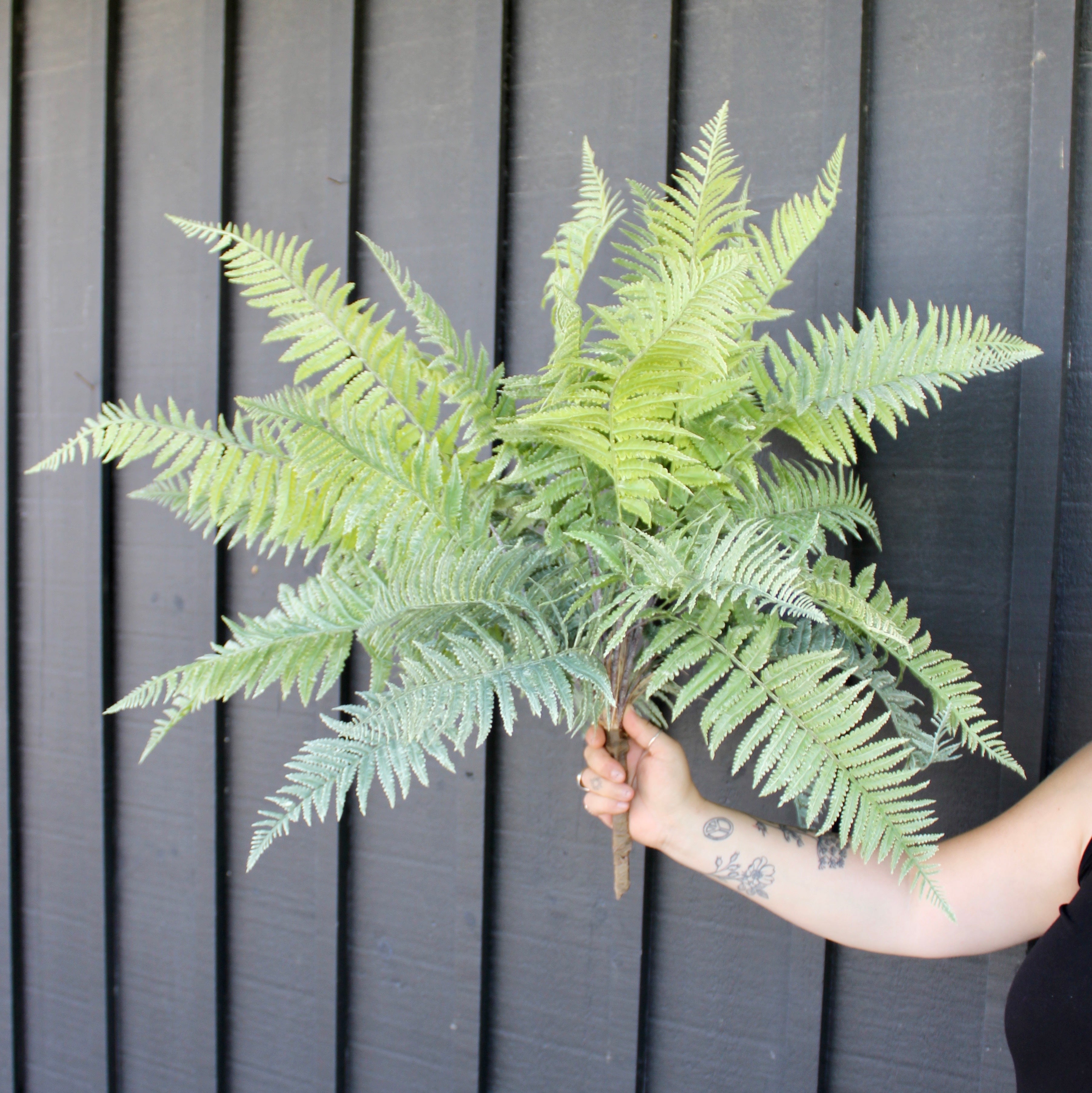 Frosted Lady Fern Bush - Hardy Perennial Shade Plant for Gardens, Landscaping & Indoor Decor | Perfect for Patios, Balconies & Office Spaces