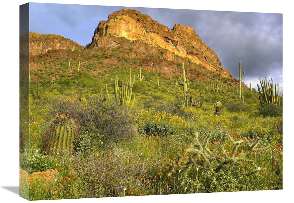 Organ Pipe Cactus National Monument Canvas Art Print - 24x18 Inch Sonoran Desert Arizona Landscape Wall Decor for Living Room, Bedroom & Office