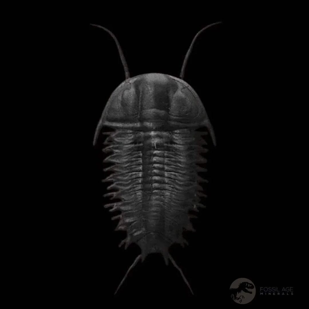 1.2