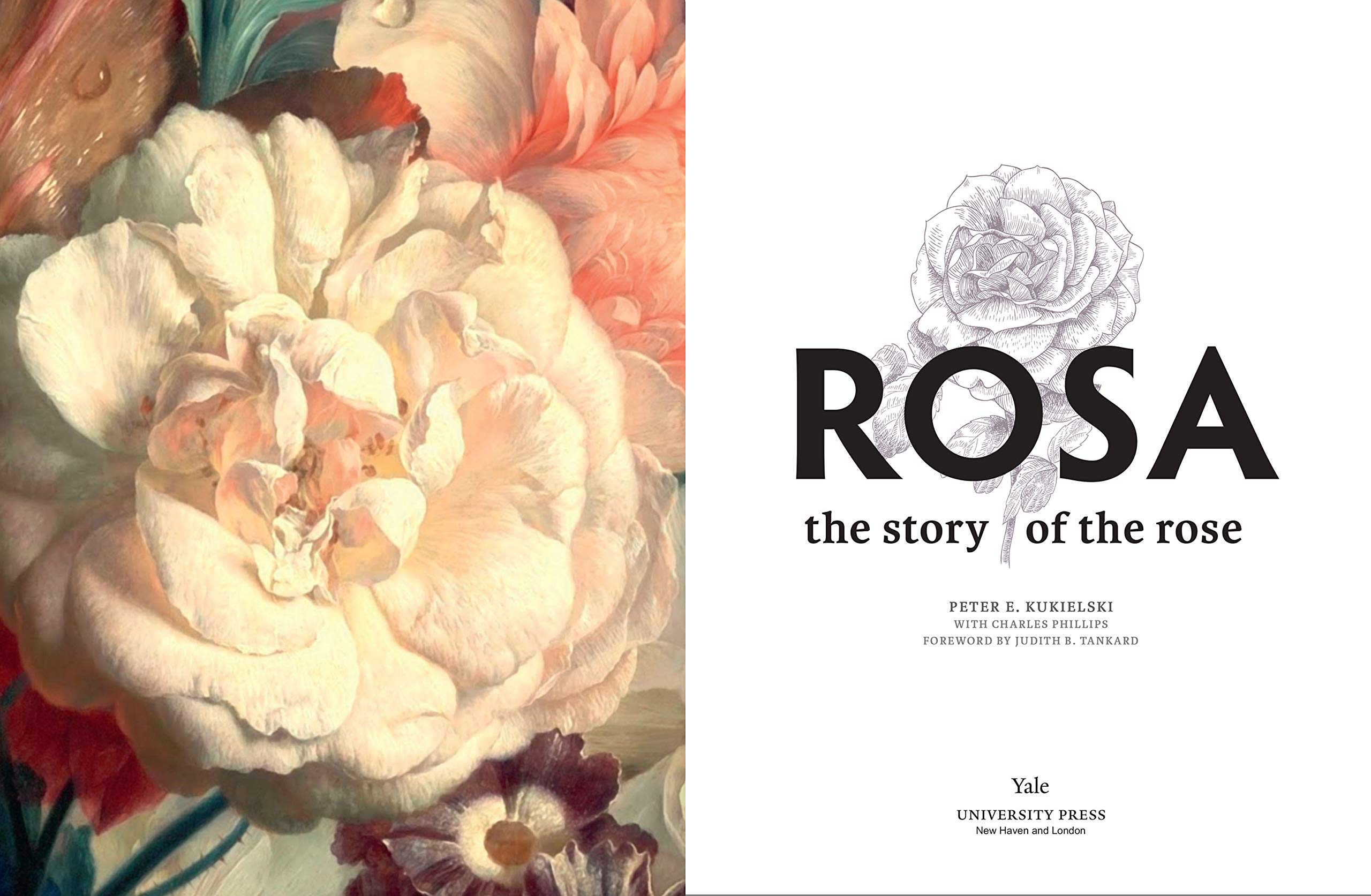 The Story of the Rose: History, Meaning & Symbolism of Rosa Flowers | Perfect for Gardens, Weddings & Home Decor