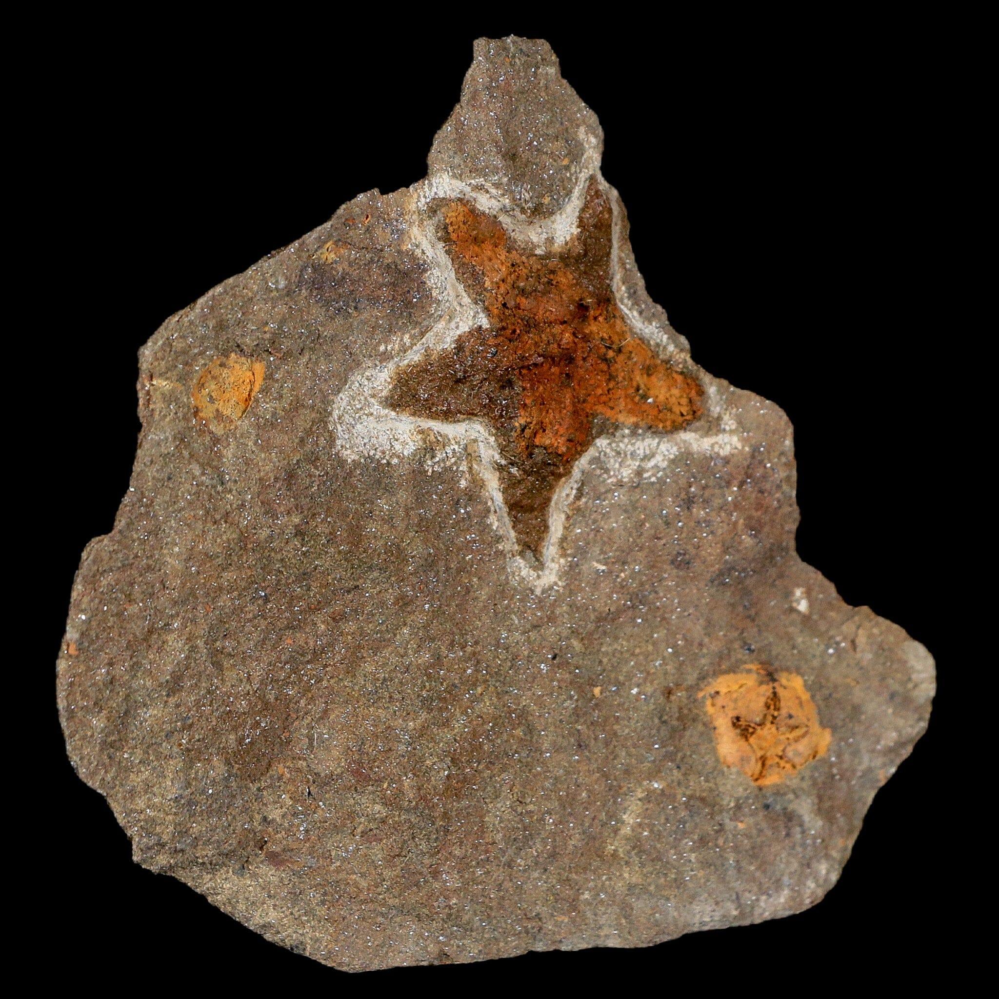 32MM Brittlestar Petraster Starfish Fossil - Ordovician Age Blekus Morocco with COA - Perfect for Collectors, Home Decor & Educational Displays