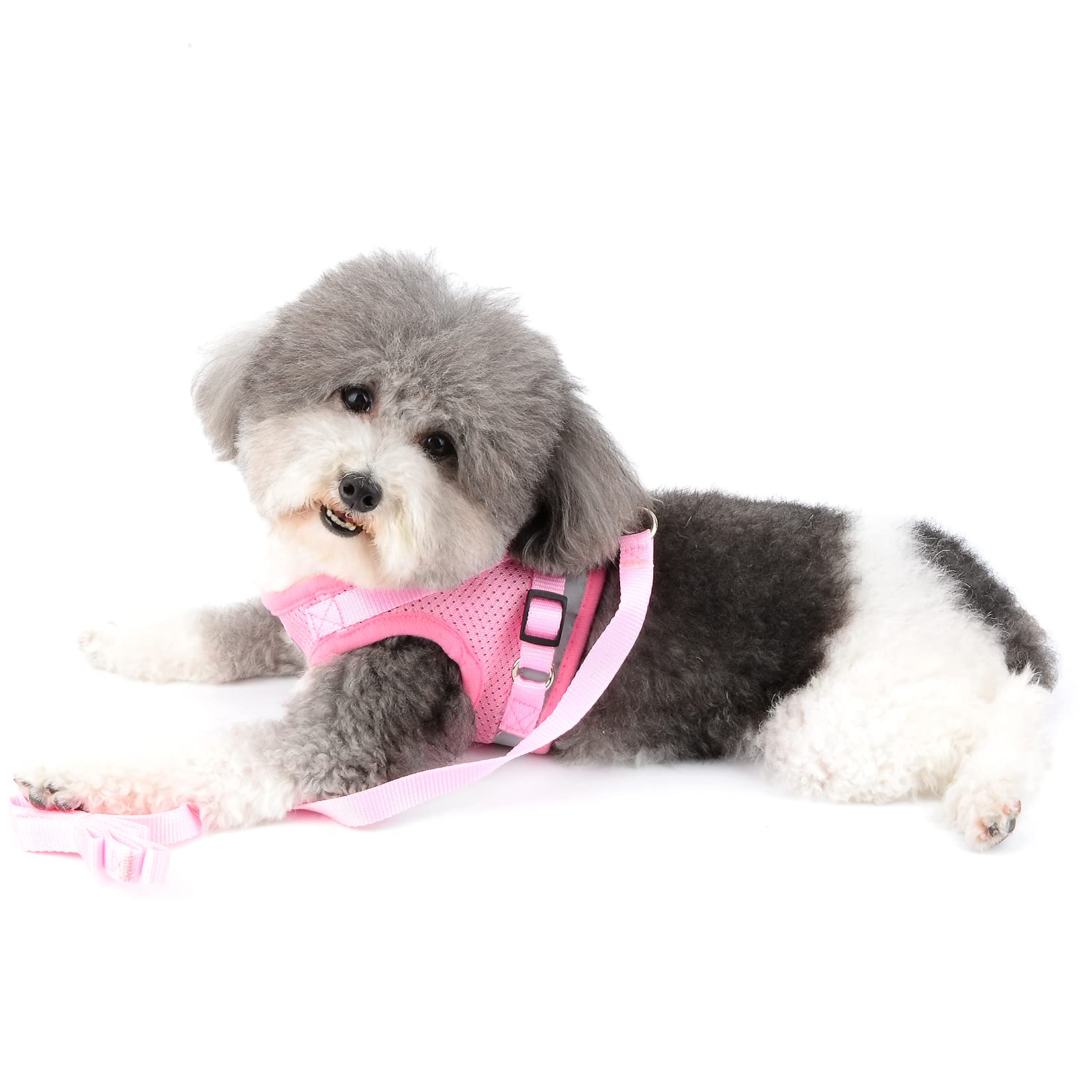 Ranphy Escape Proof Reflective Cat Harness and Leash Set - Adjustable Soft Mesh Padded Vest for Small Dogs - No Pull No Choke Walking Jacket (Size M: 15.5