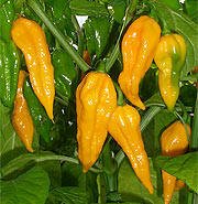 Fatalii Hot Pepper Seeds - 10+ Non-GMO Heirloom Seeds for Planting, Hot & Spicy Chili Peppers - Perfect for Home Gardening, Cooking, and Making Hot Sauces