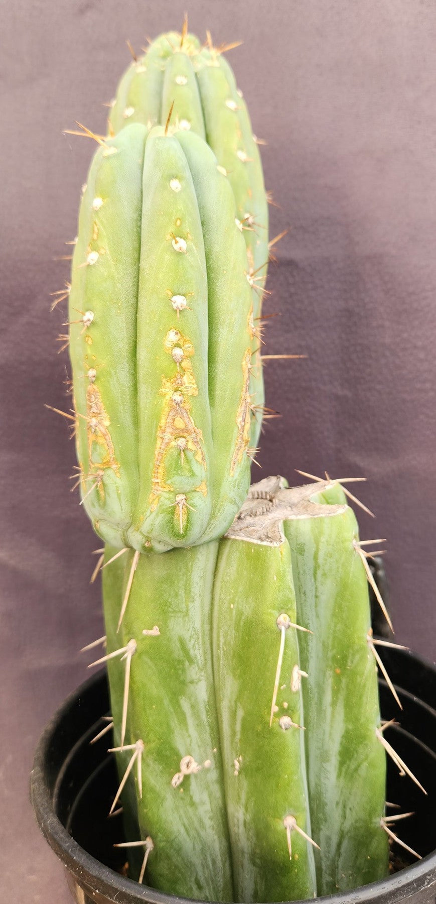 Premium Trichocereus Bridgesii JADA Cactus - 13.5 Inch Tall Live Plant for Home Decor, Garden Landscaping & Spiritual Ceremonies