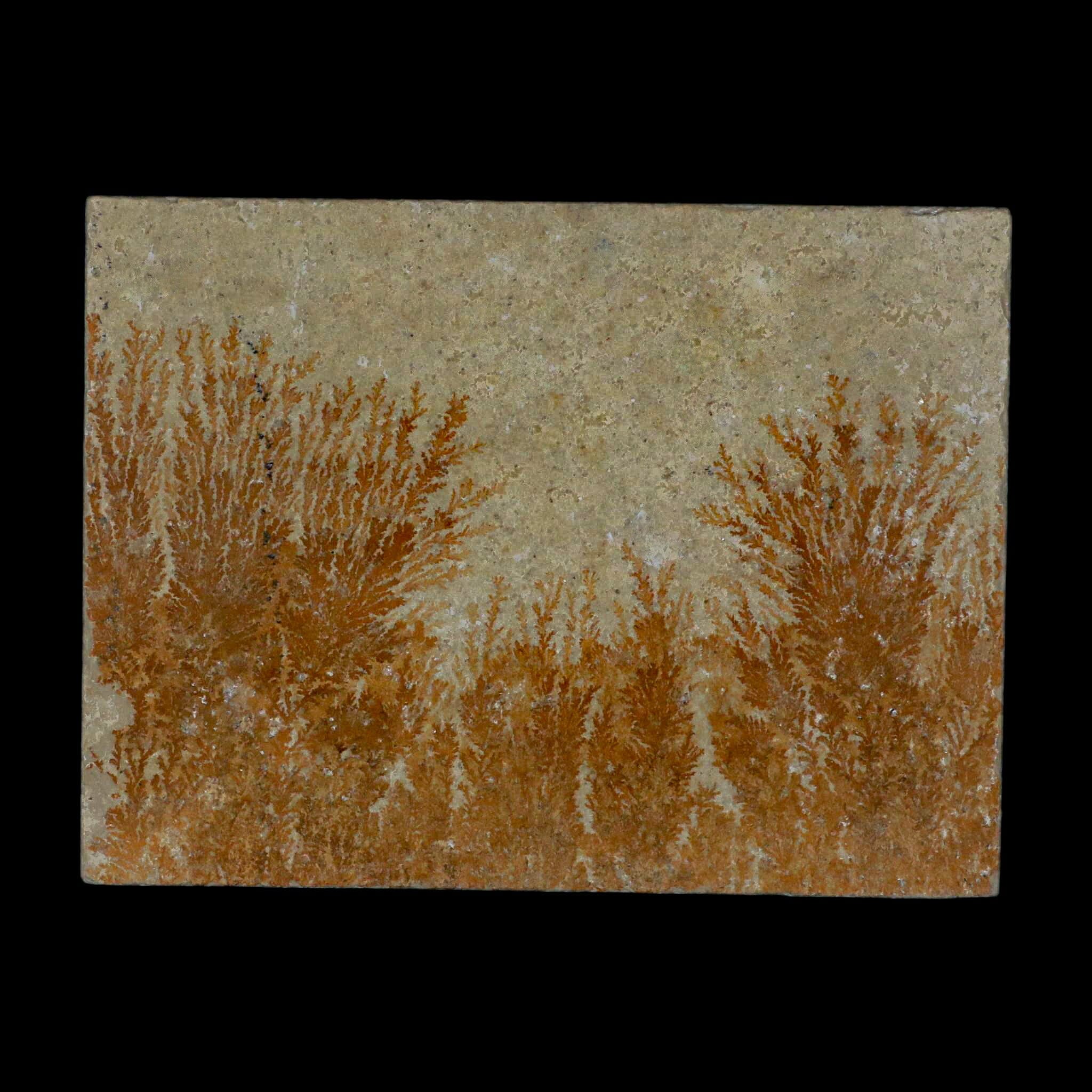 3.1 Pyrolusite Dendritic Sandstone - Solnhofen Upper Jurassic Fossil Specimen from West Germany | Rare Collectible for Geology Enthusiasts & Home Decor Display