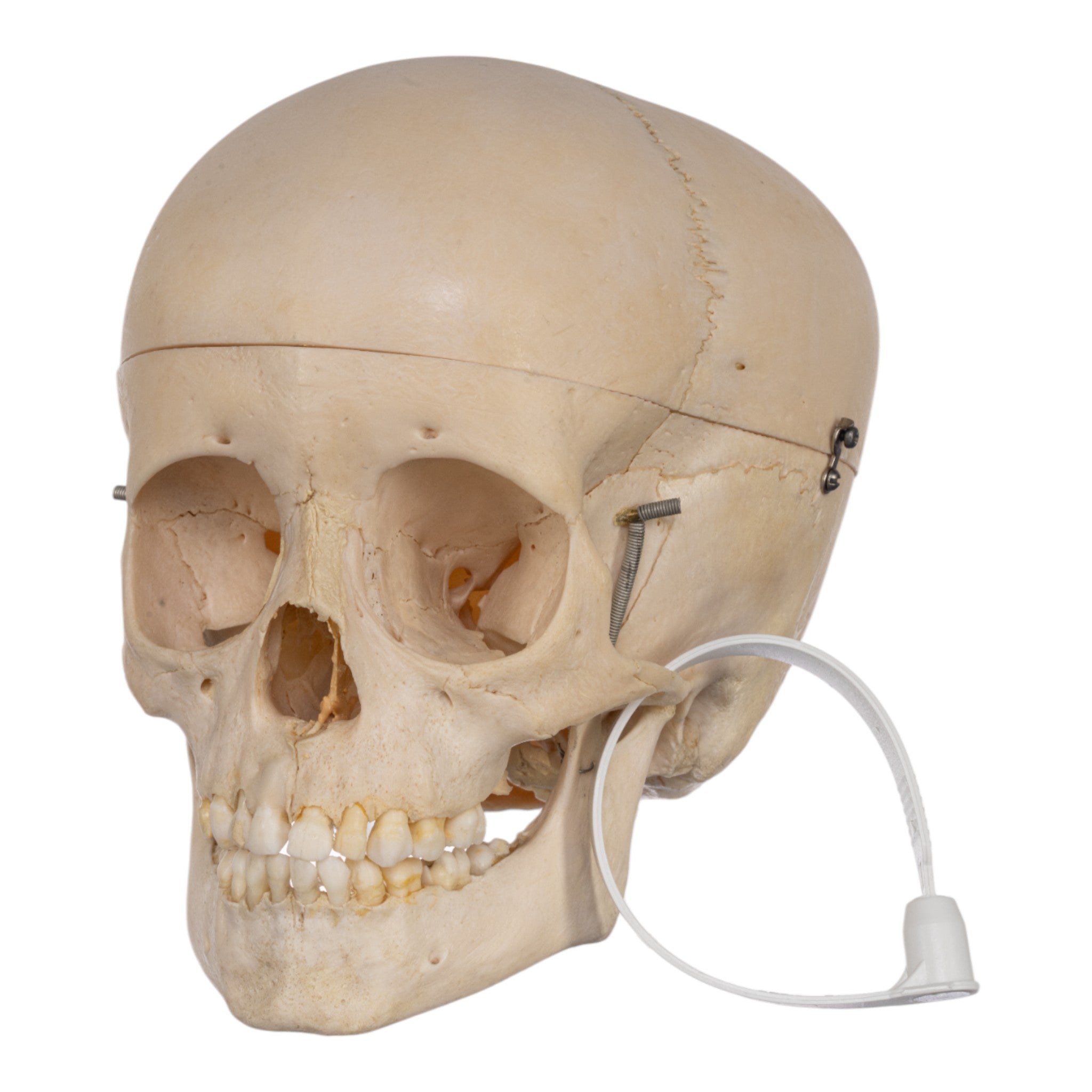 Authentic Human Child Skull Model - Medical & Educational Specimen for Anatomy Study, Halloween Decor, and Horror Props